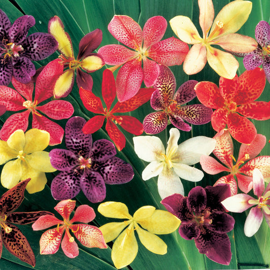 Parks Candy Iris Species Growing Bonsai Bulbs Roots Rhizomes Corms Tubers Potted Planting Reblooming Fragrant Garden Flower Seeds Plant
