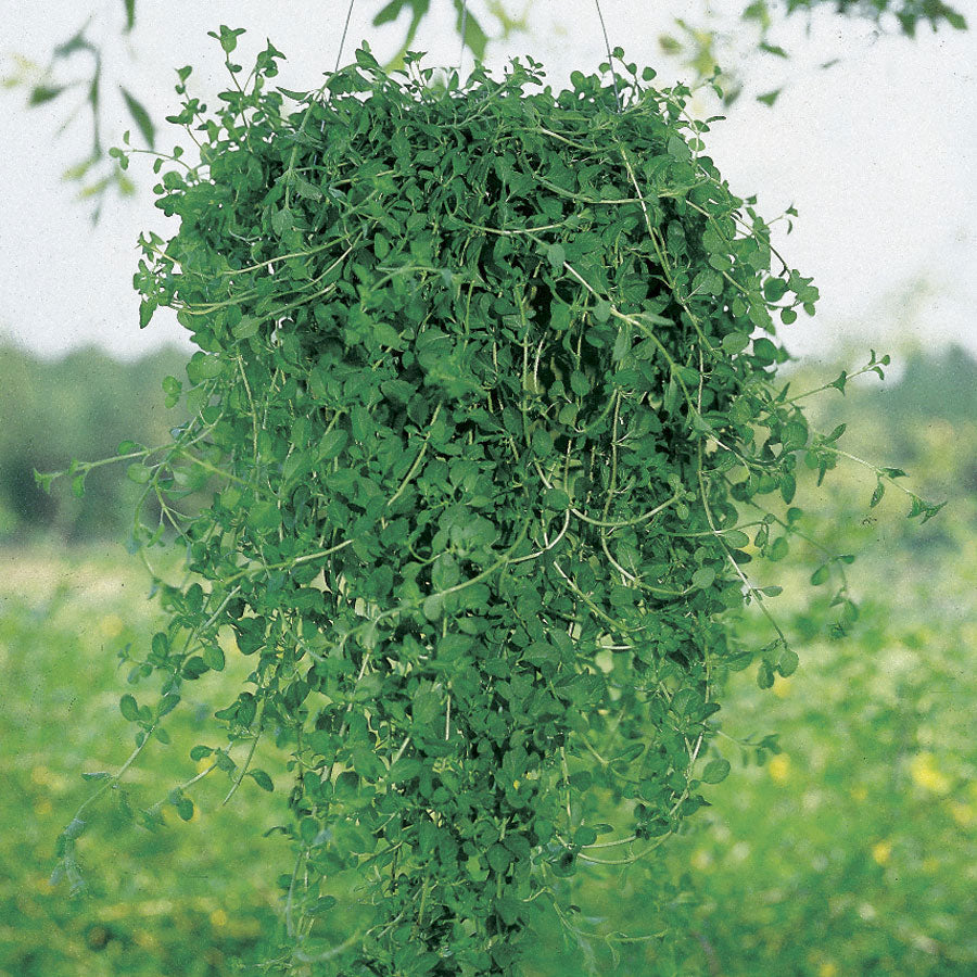 Pennyroyal Seeds