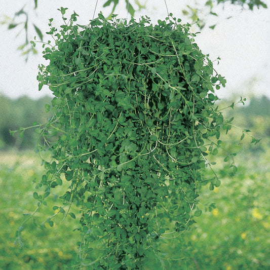 Pennyroyal Seeds