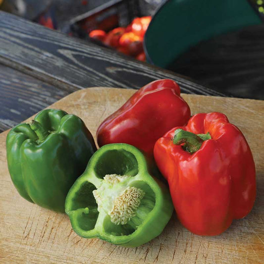 Pepper New Ace F1 Seed
