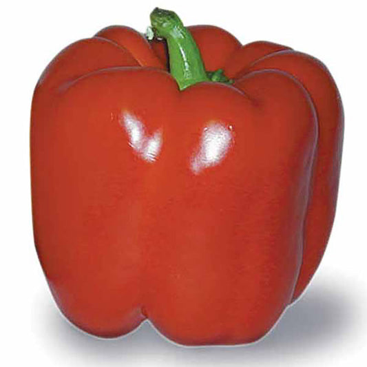 Pepper New Ace F1 Seed