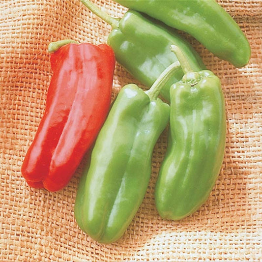 Pepper Giant Marconi F1 Seed