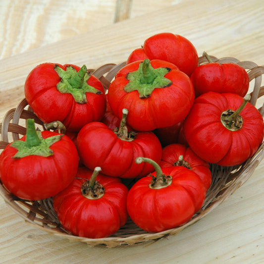 Pepper Pumpkin Pepper Seed