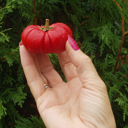 Pepper Pumpkin Pepper Seed