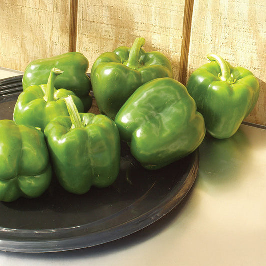 Pepper Aristotle F1 Seed