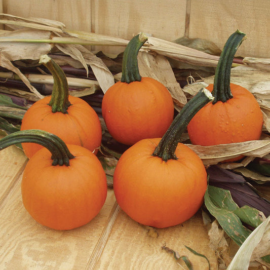 Pumpkin Iron Man F1 Seed