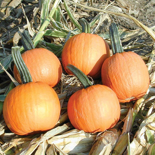 Pumpkin Iron Man F1 Seed