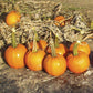 Pumpkin Iron Man F1 Seed