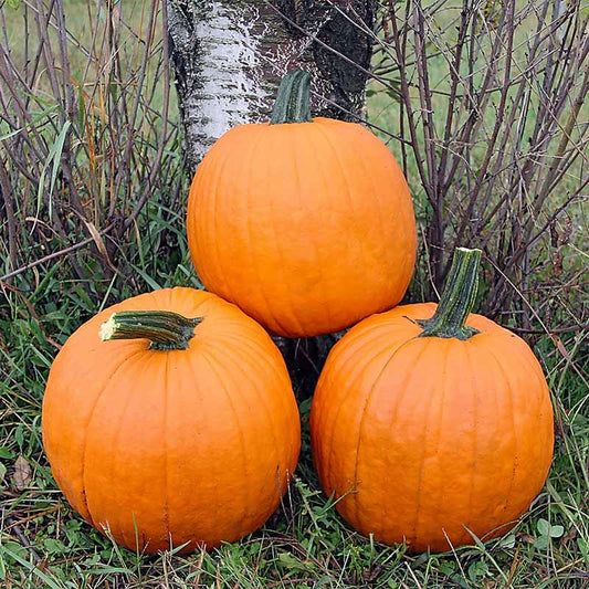 Pumpkin Magician F1 Seed