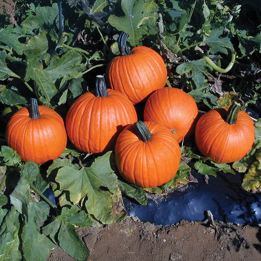 Pumpkin Magician F1 Seed