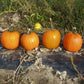 Pumpkin Magician F1 Seed