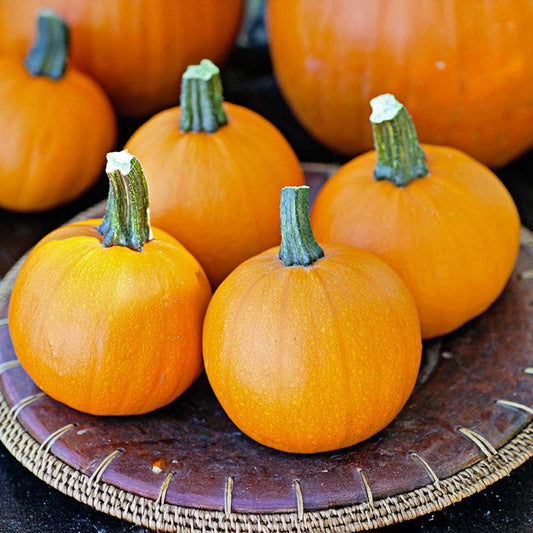 Pumpkin Apprentice F1 Seed