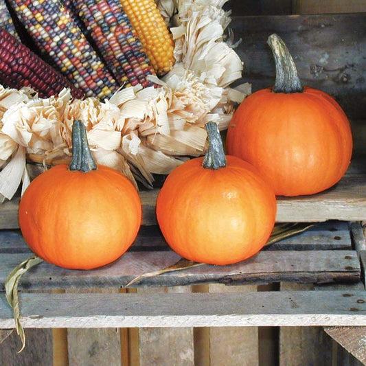 Pumpkin Apprentice F1 Seed