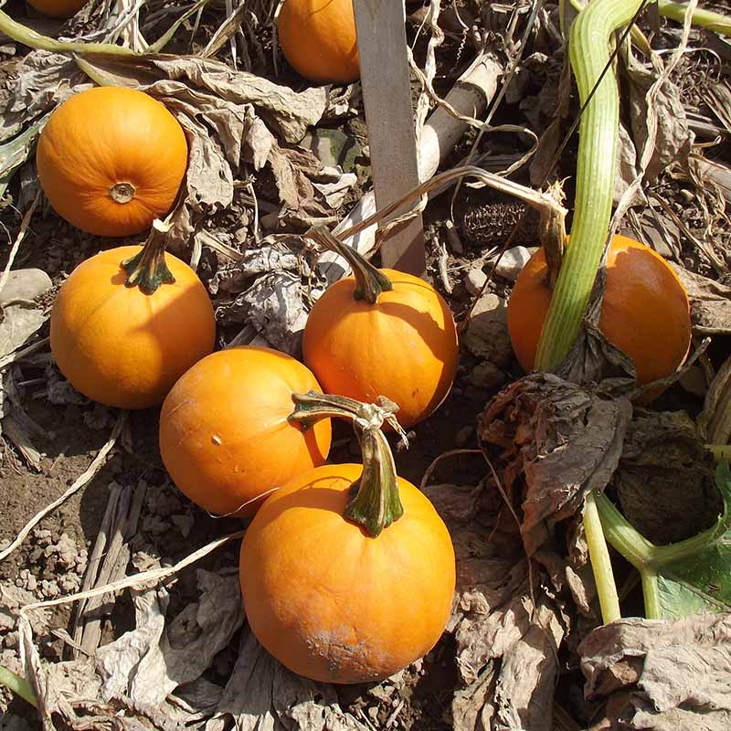 Pumpkin Apprentice F1 Seed