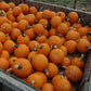 Pumpkin Apprentice F1 Seed