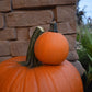 Pumpkin Apprentice F1 Seed