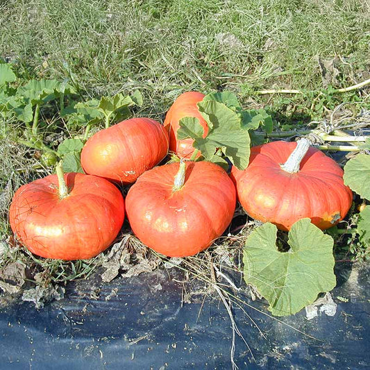 Pumpkin Cinderella Seed