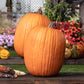 Pumpkin Aladdin F1 Seed