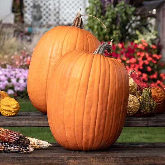 Pumpkin Aladdin F1 Seed