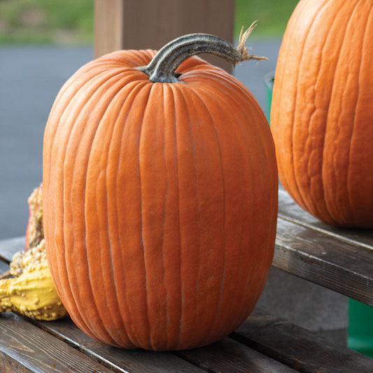Pumpkin Aladdin F1 Seed