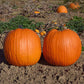 Pumpkin Aladdin F1 Seed