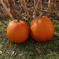 Pumpkin Aladdin F1 Seed