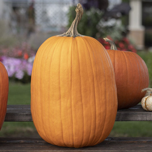 Pumpkin Howden Biggie Seed