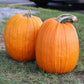 Pumpkin Howden Biggie Seed