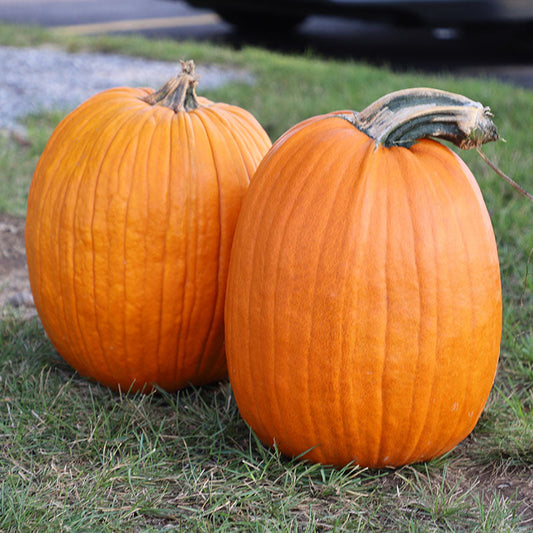 Pumpkin Howden Biggie Seed