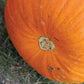 Pumpkin Howden Biggie Seed