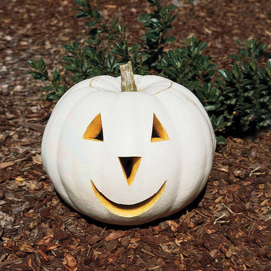 Pumpkin Lumina Seed