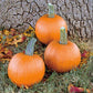 Pumpkin Mystic Plus F1 Seed