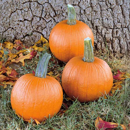 Pumpkin Mystic Plus F1 Seed