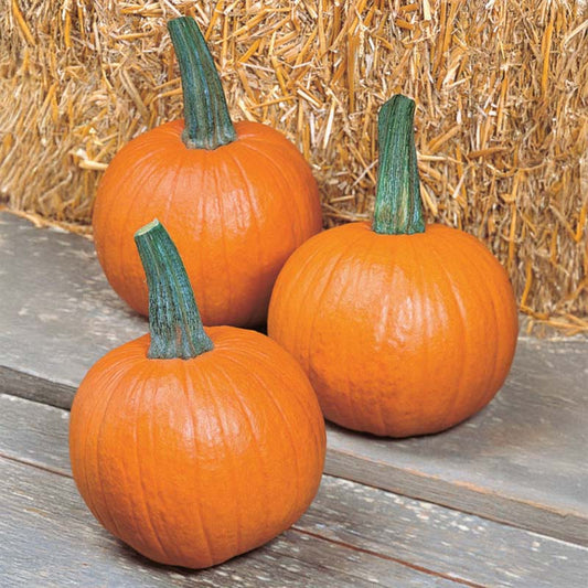 Pumpkin Mystic Plus F1 Seed