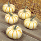 Pumpkin Lil Pump-Ke-Mon F1 Seed