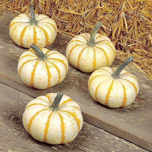 Pumpkin Lil Pump-Ke-Mon F1 Seed