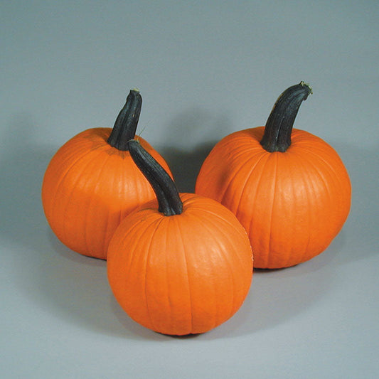 Pumpkin Neon F1 Seed