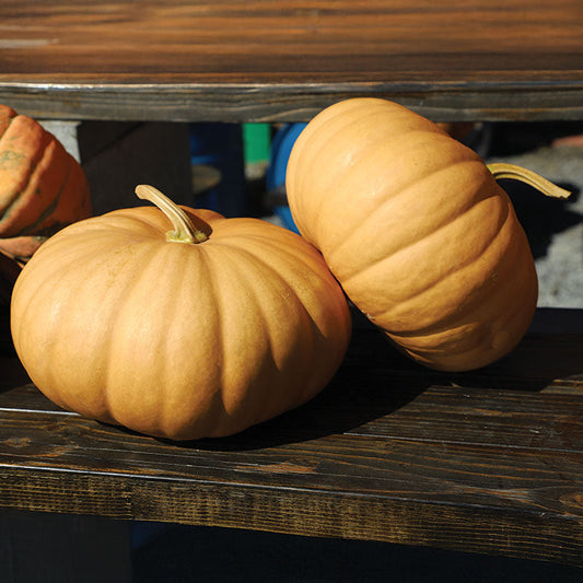 Pumpkin Long Island Cheese Seed