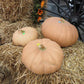 Pumpkin Long Island Cheese Seed