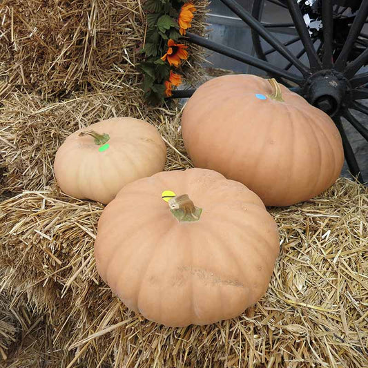 Pumpkin Long Island Cheese Seed