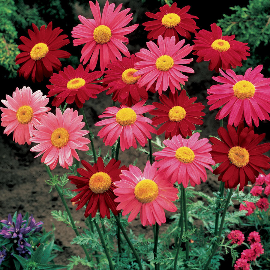 Robinsons Mix Pyrethrum Daisy Seeds