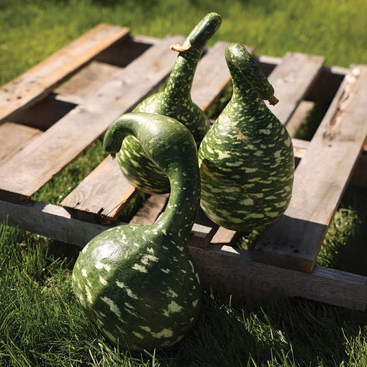 Gourd Big Boy Mix Seed