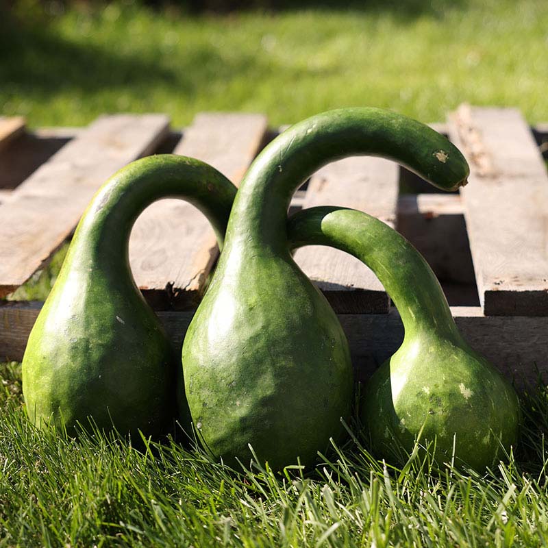 Gourd Big Boy Mix Seed