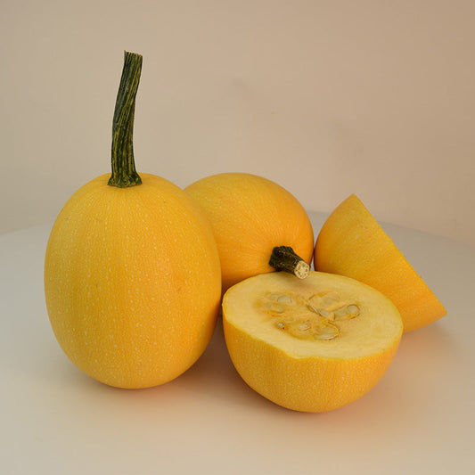 Squash Small Wonder F1 Seed