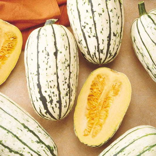 Squash Bush Delicata Seed