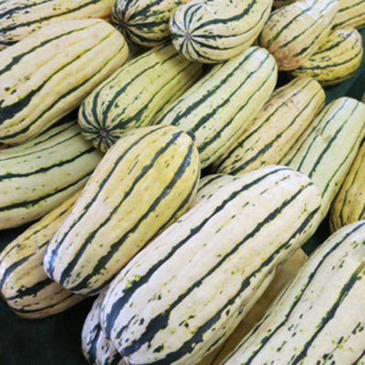 Squash Bush Delicata Seed