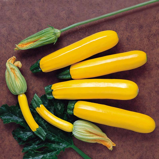 Squash Golden Rod F1 Seed