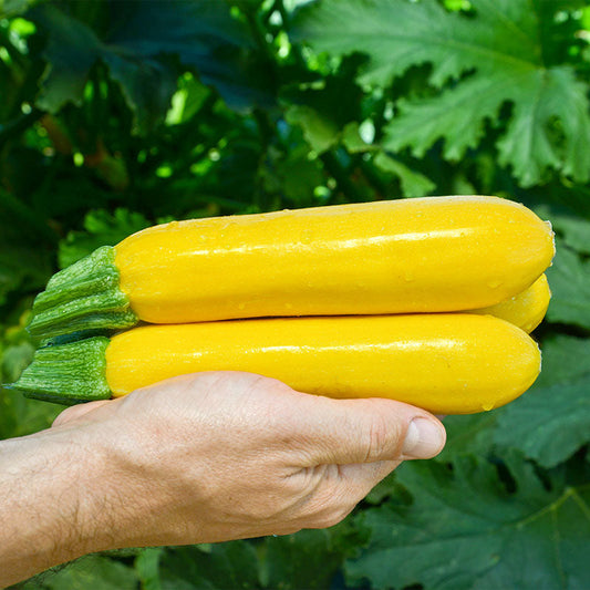 Squash Golden Rod F1 Seed