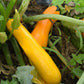 Squash Golden Rod F1 Seed