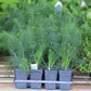Dill Fernleaf Seed